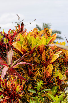 a so-called croton plant in the wilderness of Puerto Plata