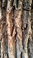Naklejka premium a close up of a tree trunk with a bird perched on it