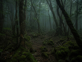 Fototapeta premium Eerie dark fantasy forest scene with dense fog and moss-covered trees, evoking a mysterious and somber mood, isolated on transparent background.