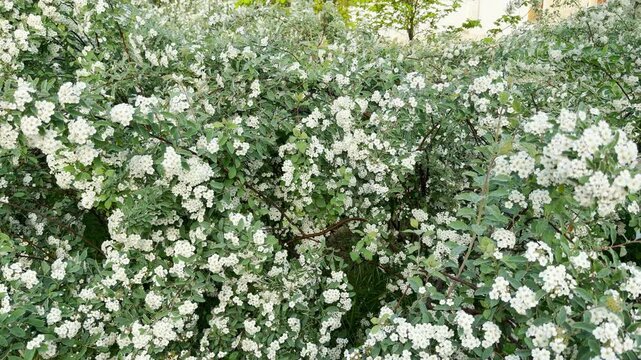 A thick spirea shrub bursts with clusters of tiny white flowers and fresh green leaves. This blooming display feels incredibly joyful, uplifting, and full of refreshing springtime energy.