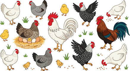 Domestic Chicken and Rooster Vector Set with Cute Chicks Hen Nesting on Eggs and Free Range Poultry Birds for Agriculture and Farm Designs © MdSaddam