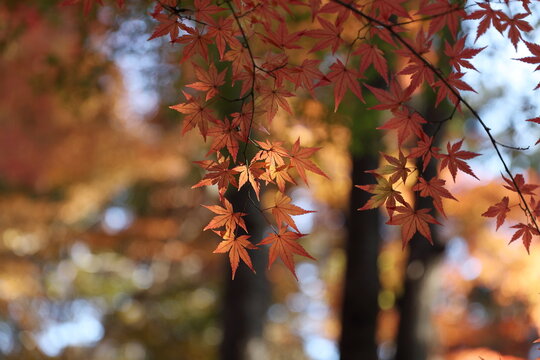 秋、紅葉で鮮やかに色づくモミジ / Vivid red autumn maple leaves on branches in a Japanese garden