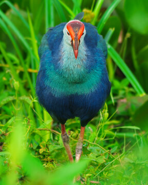 Vibrant Purple Swamp hen Standing in Lush Green Wetland Grass