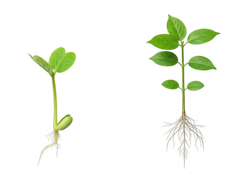 Green seedling growth stages with visible roots. Young plant sprout and sapling development. Botanical biology illustration for agriculture and education. isolated on Transparent Background