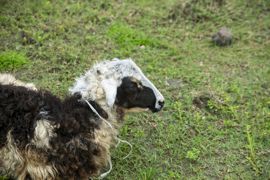 A fluffy black and white sheep with a rope around its neck rests in a grassy field 