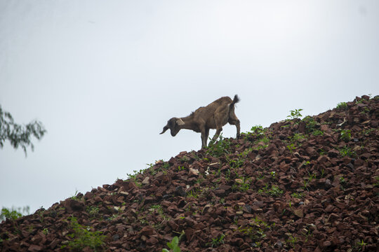 A lone goat walks up a rocky overgrown hillside under a cloudy sky