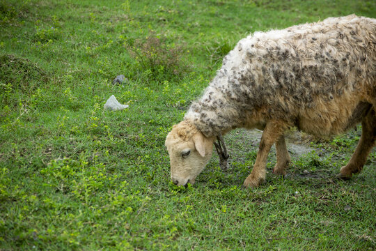 A lone sheep grazes peacefully in a verdant green field during daylight 