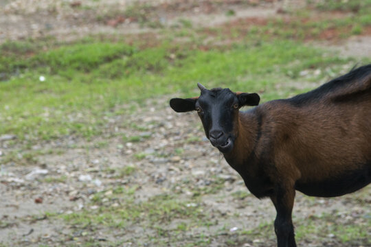 A brown goat with a black face stands in a field 