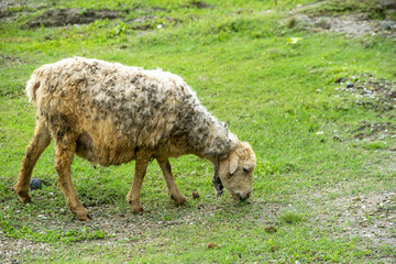 Fototapeta premium A single sheep grazes in a lush green field during overcast daylight showcasing its woolly coat 