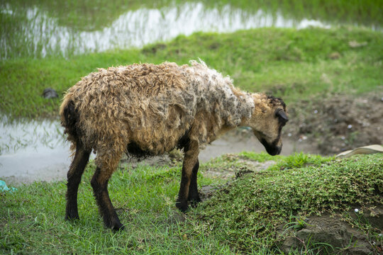 A single sheep grazes in a wet grassy field with muddy water in the background 
