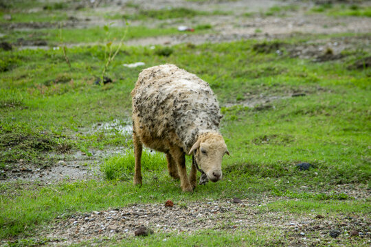 A solitary sheep grazes on a sparse muddy field during overcast daylight