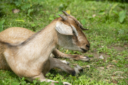 Brown goat resting in lush green grass during daytime natural lighting 