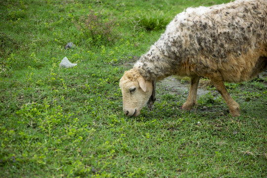 Farming Sheep grazing on lush green grass during daylight 