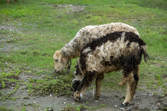 Two sheep grazing in a muddy field during daytime with soft natural lighting 