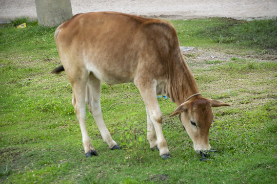 Young brown calf grazing on lush green grass in natural daylight during a peaceful rural scene