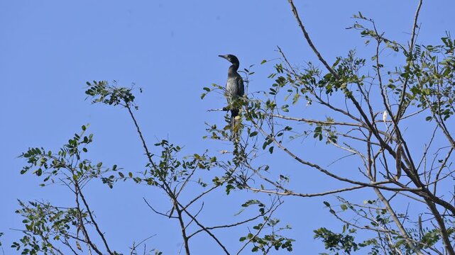 Little cormorant or Microcarbo niger. It is a member of the cormorant family of seabirds. It is widely distributed across the Indian subcontinent. This is an aquatic bird sitting on a tree branch.