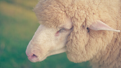 Close-up portrait of a fluffy sheep in a lush green meadow with livestock © Phanudat Manphatthan