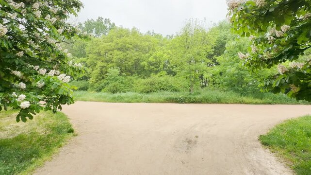 An inviting dirt pathway divides beneath framing branches of blooming chestnut trees. The expansive greenery and open path create a liberating, peaceful feeling of quiet exploration in nature.