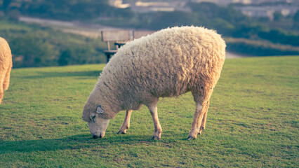 Sheep grazing in a green field with soft morning light livestock outdoors © Phanudat Manphatthan