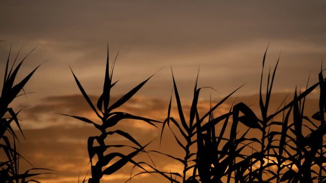 Close up of Serene Silhouette of Tropical Plants Against Dramatic Orange Golden Sunset Sky