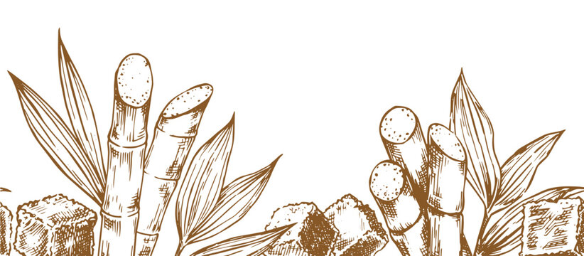 Sugarcane. Seamless border in sketch style. Retro frame of sugarcane stems and brown sugar.