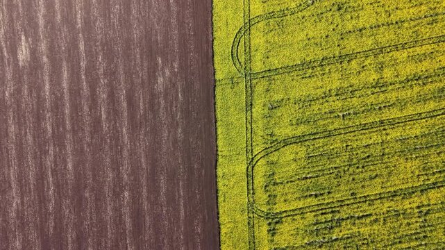 Aerial view displays two different farm areas. Dark brown soil lies next to bright green crops. This scene shows the division in farming practices. Sunlight highlights the colors.