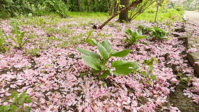Vibrant green hosta plants stand out beautifully against a ground covered in a thick blanket of fallen pink cherry blossoms. This charming garden scene radiates a peaceful and refreshing spring mood.