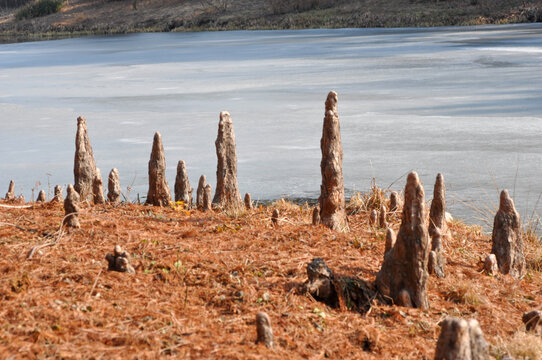 The pneumatophores or knee roots of Taxodium distichum emerge above the water surface in Korea. This unique respiratory root anatomy develops in oxygen deficient swamp environments.