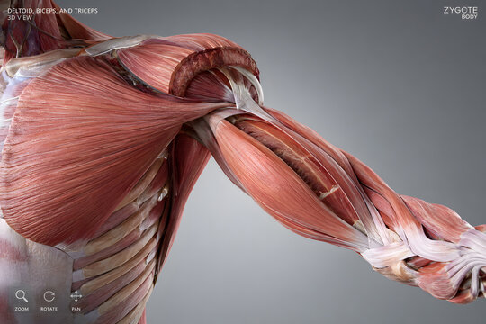 human body anatomy