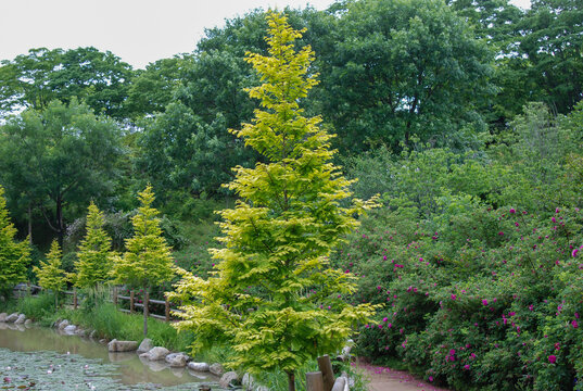 The pneumatophores or knee roots of Taxodium distichum emerge above the water surface in Korea. This unique respiratory root anatomy develops in oxygen deficient swamp environments.