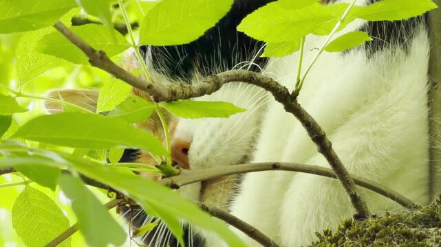 A calico cat naps peacefully, tucked away behind vibrant green foliage on a tree branch. This intimate, close-up scene radiates a gentle feeling of comfort and quiet safety in the heart of nature.