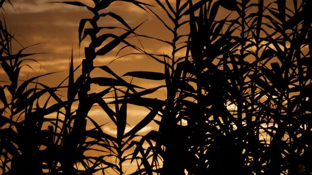 Tilting down on Serene Silhouette of Tropical Plants Against Dramatic Orange Golden Sunset Sky