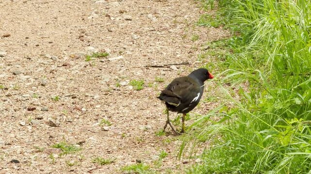 An injured moorhen with sore leg struggles to move along a gravel path. The scene evokes a deep feeling of empathy and concern for this vulnerable bird as it maneuvers through its natural environment.