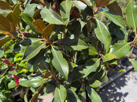 A view of the leaves of the kay parris magnolia tree.