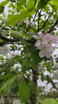 Blooming apple tree branch with white and pink flowers in spring