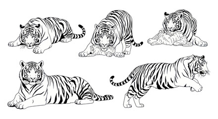 Obraz premium Tiger Collection: Majestic Big Cat Illustrations in Various Poses