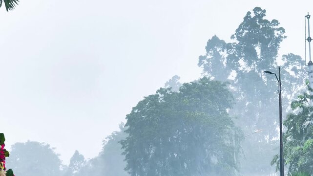 The relentless tropical downpour blankets the tall trees in a thick mist, revealing the wild and unbridled power of nature during a fierce monsoon storm.