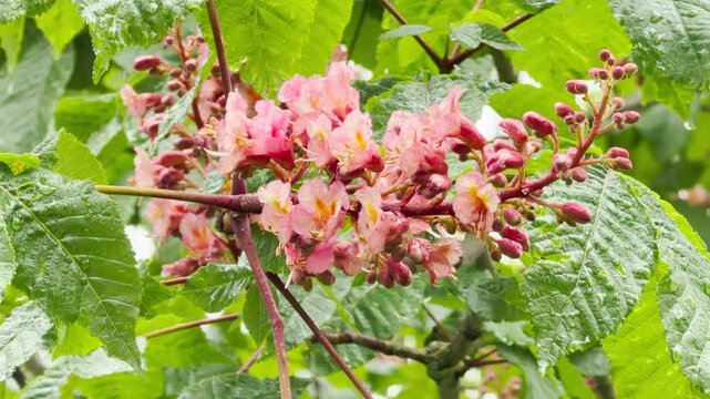 A Red Horse Chestnut tree displays vibrant, dew-kissed pink flower spikes against its lush, hand-shaped foliage. This serene scene captures the refreshing, peaceful essence of springtime.