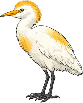 Bubulcus ibis illustration art