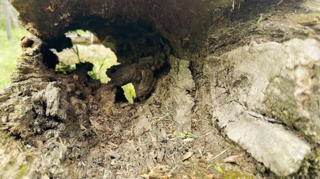 A decaying, hollowed log lies abandoned on the forest ground. Its rough, textured bark evokes a feeling of quiet solitude and age. The empty cavern inside creates a mysterious, natural home.