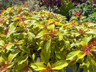 Fototapeta premium A view of several potted lime sizzler firebush plants, seen at the nursery.