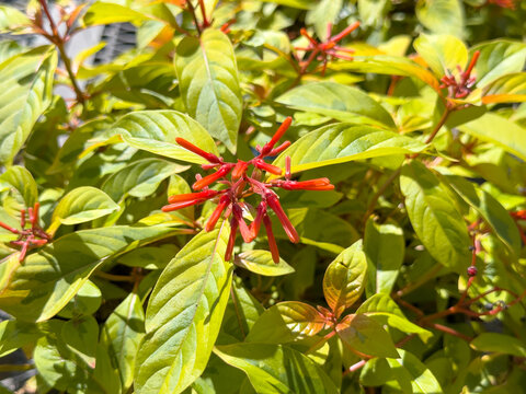 A view of a lime sizzler firebush plant.