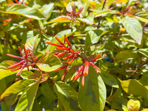 A view of a lime sizzler firebush plant.