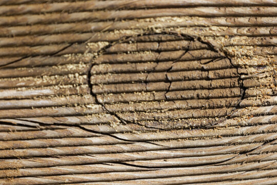 Textura de madera con veta