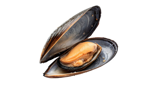 A single natural dark open bivalve mussel seafood shell delicacy restaurant food