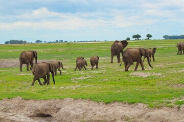Fototapeta premium Herd of Elephants in Chobe National Park close to the city of Kasane in the very North of Botswana