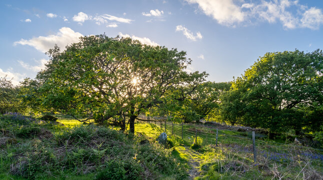 Views around Coed ty canol - national nature reserve and ancient woodland
