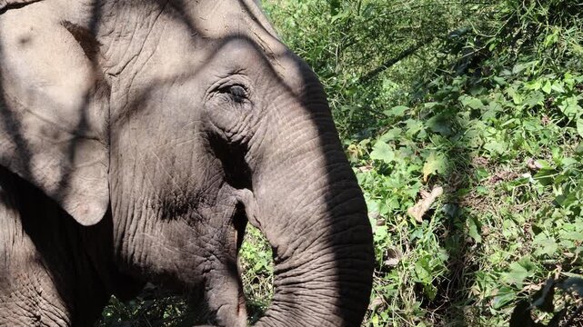 Rescued Asian elephant eating bamboo leaves in freedom  in Yok Don National Park, Dak Lak. Vietnam
