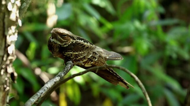 Close up video of a Large-tailed Nightjar (Caprimulgus macrurus) perched quietly on a tree branch in a Himalayan forest habitat of Himachal Pradesh, India during the summer season.