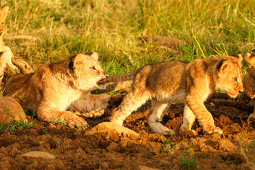 Lion cubs playing © David